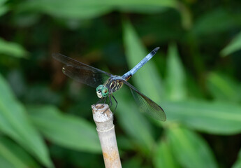 Blue Dasher Dragonfly Standing on a Bamboo Pole with Leaves in the Background