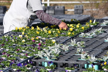 Flower cultivation business. Cultivation of viola. The flowering time is as long as October to May. 