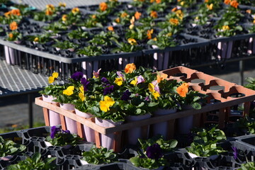 Fototapeta na wymiar Flower cultivation business. Cultivation of viola. The flowering time is as long as October to May. 