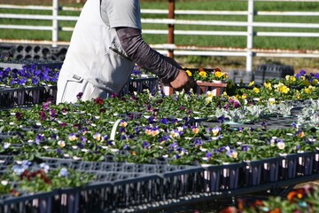Obraz premium Flower cultivation business. Cultivation of viola. The flowering time is as long as October to May. 