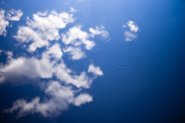 a splash,  platypus pool reflections