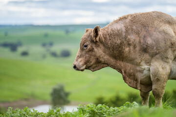 Angus, wagyu and murray grey beef bulls and cows, being grass fed on a hill in Australia.	
