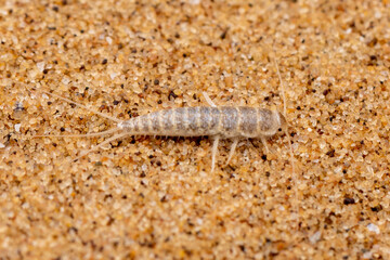 Ein Silberfisch auf Sand in der Namibwüste in der Draufsicht