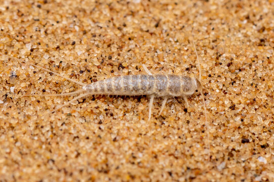 Ein Silberfisch auf Sand in der Namibw&uuml;ste in der Draufsicht