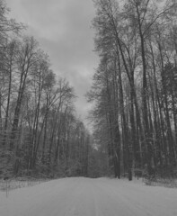 monochrome photo of a winter forest