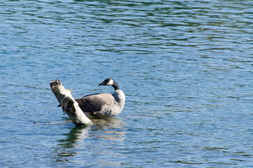 Canada goose turning its head