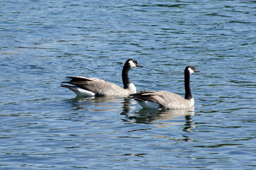 Two Canada geese swimming in a river
