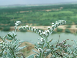 Flowers mountains and lake