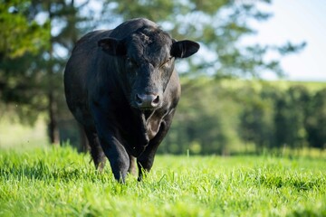 Close up of Stud Beef bulls and cows grazing on grass in a field, in Australia. eating hay and...