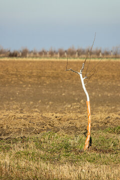 Apple Tree Seedlings Without Leaves In The Field With Orange Protective Wrap