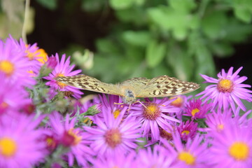 Multicolored and graceful butterfly on a flower meadow