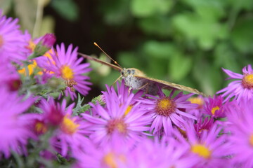 Multicolored and graceful butterfly on a flower meadow