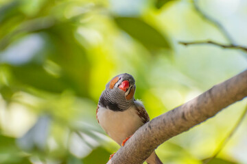zebra finch
