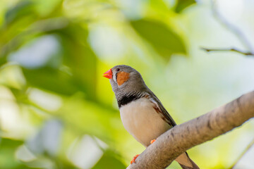 zebra finch