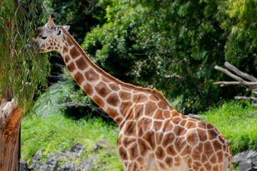 giraffe eating grass