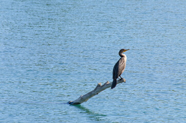 Bird on a branch in a river