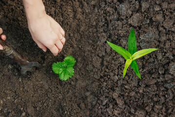 Farmer man working with a shovel in the vegetable garden, close-up. Planting seeds in the ground,...