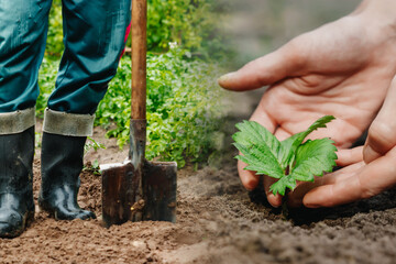 Farmer man working with a shovel in the vegetable garden, close-up. Planting seeds in the ground,...