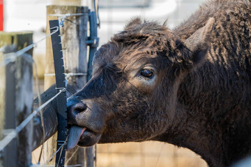 Close up of Stud Beef bulls, cows and calves grazing on grass in a field, in Australia. breeds of...