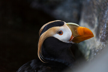 Puffin