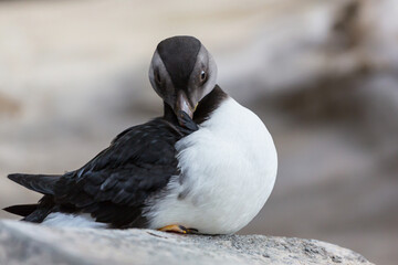 Puffin