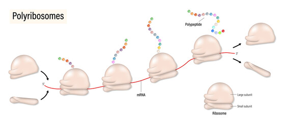 Polyribosome. Process of translation mRNA by ribosome in clusters. - obrazy, fototapety, plakaty
