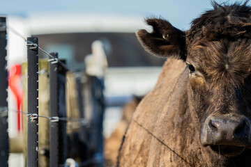 Close up of Stud Beef bulls, cows and calves grazing on grass in a field, in Australia. breeds of...