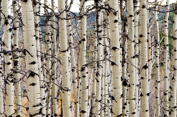 Birch trees close-up