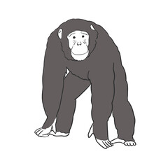 正面を見るチンパンジー