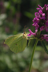 the butterfly on the flower in the city park
