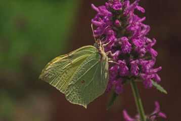 the butterfly on the flower in the city park
