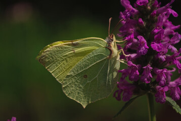 the butterfly on the flower in the city park
