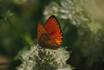 the butterfly on the flower in the city park
