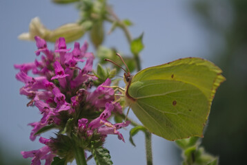 the butterfly on the flower in the city park
