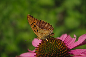 the butterfly on the flower in the city park

