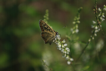 the butterfly on the flower in the city park
