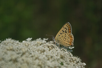 the butterfly on the flower in the city park
