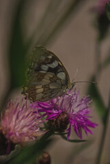 the butterfly on the flower in the city park
