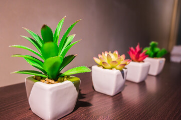 植物