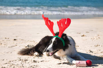 Christmas and New Year concept with dog wearing reindeer antlers headband on the beach