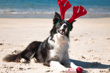 Christmas and New Year concept with dog wearing reindeer antlers headband on the beach