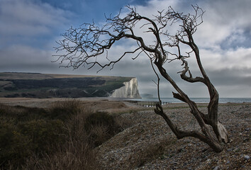 seven sisters landscape shot with tree