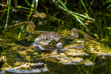Common frog, Rana temporaria, single reptile croaking in water