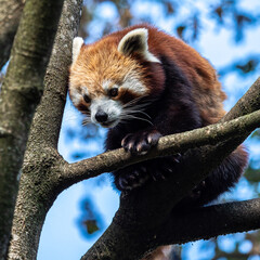 Fototapeta premium The red panda, Ailurus fulgens, also called the lesser panda.