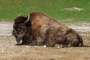 American buffalo known as bison, Bos bison in a german park