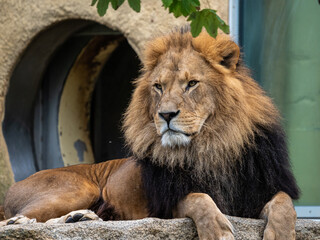 The lion, Panthera leo is one of the four big cats in the genus Panthera