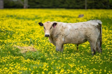 Angus, wagyu and murray grey beef bulls and cows, being grass fed on a hill in Australia.	
