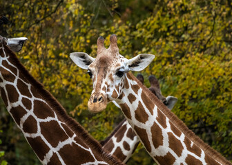 The giraffe, Giraffa camelopardalis is an African mammal