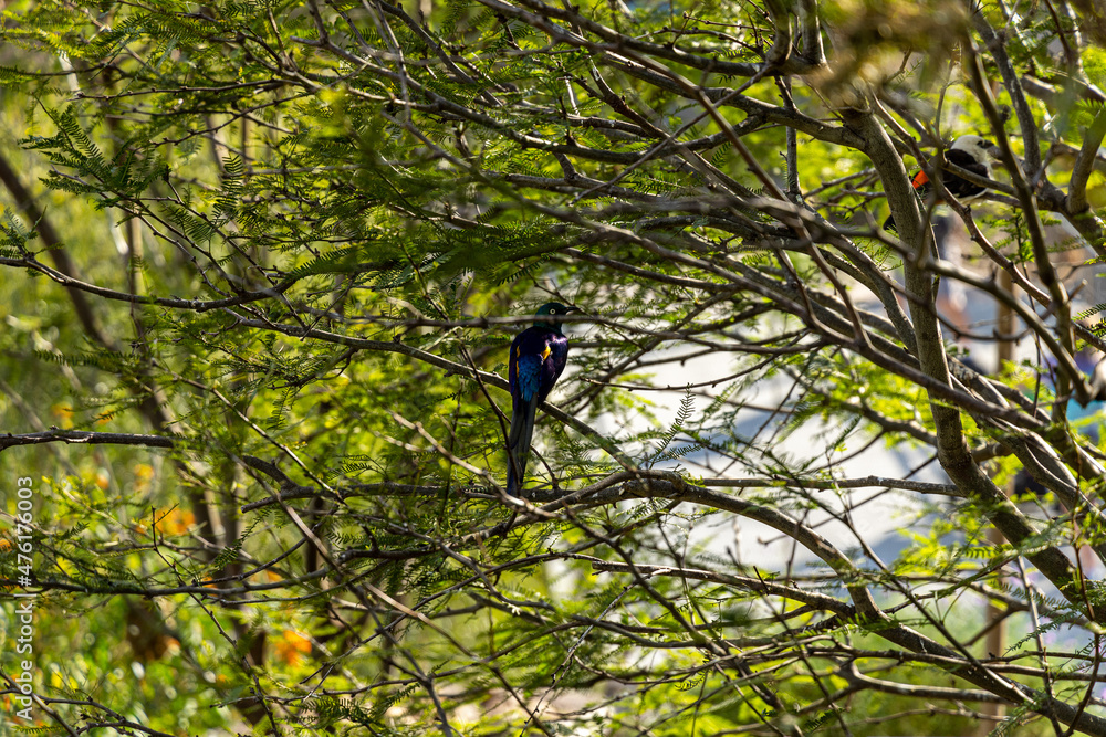 Aufkleber scenic view of a bird perched on a tree branch in the zoo