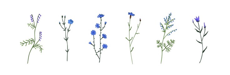 Wild flowers set. Floral herbal plants with blue blooms. Delicate field and meadow wildflowers and herbs. Botanical flat vector illustration of gentle summer flora isolated on white background - obrazy, fototapety, plakaty